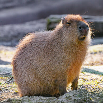 Capybara